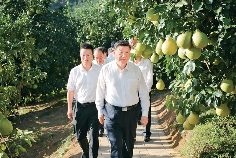 　　2025年11月7日至8日，中共中央總書記、國家主席、中央軍委主席習(xí)近平在廣東考察。這是7日下午，習(xí)近平在梅州市梅縣區(qū)雁洋鎮(zhèn)南福金柚種植基地考察。